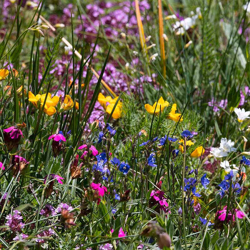 Sea of flowers above Saas-Almagell